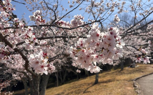 【呉市のドライブ好き必見】春のお出かけ前にチェック！安心・安全なドライブは「足元」から