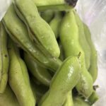 【感謝の差し入れ！】畑で採れた「旬のそらまめ」の美味しい誘惑と、ローン不安に寄り添う「カーマッチ広島呉店」の自社ローン
