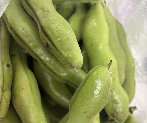 【感謝の差し入れ！】畑で採れた「旬のそらまめ」の美味しい誘惑と、ローン不安に寄り添う「カーマッチ広島呉店」の自社ローン